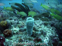 Fish on the Inside Reef at Lauderdale by the Sea by Michael Kovach 